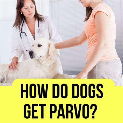 How Do Dogs Get Parvo Causes And Remedies In 2024 Oxford Pets