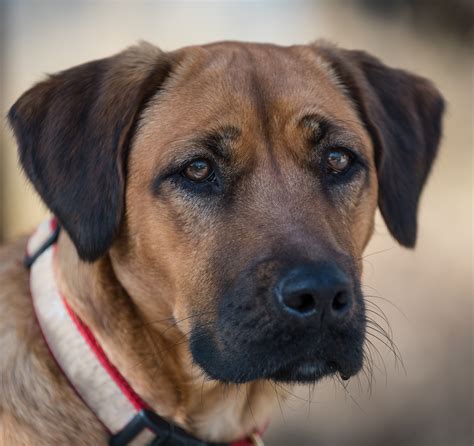 Because they are such active and intelligent dogs, early training and socialization is essential. Black Mouth Cur Dog Breed Information & Pictures | Black ...