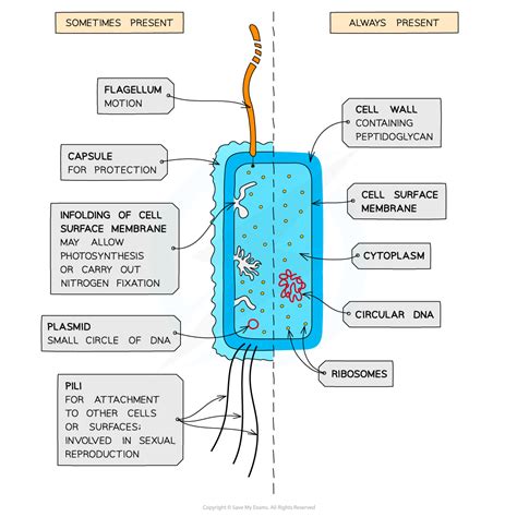 Aqa A Level Biology复习笔记216 Prokaryotic V Eukaryotic Cells 翰林国际教育