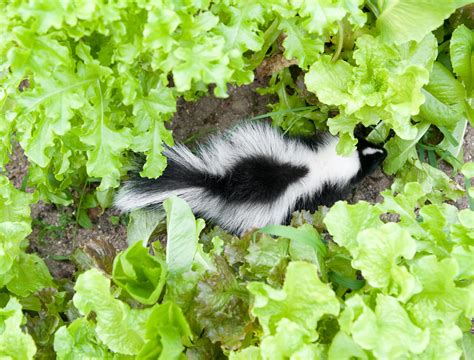 How to Use Vinegar to Repel Skunks From Your Yard or Garden | Flipboard