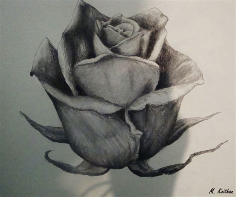 Rose Drawing By Xdrawingsx On Deviantart