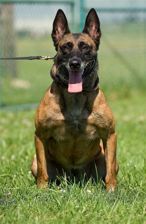 See more ideas about belgian malinois dog, malinois dog, belgium malinois. Free photo: belgian malinois, dog, canine, service ...