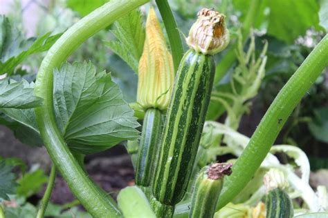 Tips for using up your really big summer squash, from soups to pastas to quick bread. Growing Organic Zucchini In Containers At Home | Gardening ...