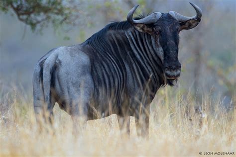 5 Rare Animal Species From The African Kingdom You May Not Know About