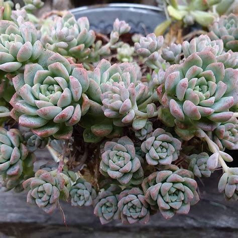 Planting echeveria indoors or outdoors? Echeveria Prolifica | Succulents, Echeveria, Plants