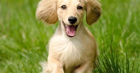 Sesamstraat wordt een stoffige straat waar nooit meer iets nieuws gebeurt. Wat vinden honden leuk om te doen? | band met je hond opbouwen