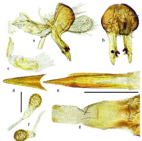 Rhagoletis Merzi Sp N Paratypes Sizk Male A с And Female D G