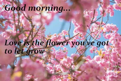 Share the best gifs now >>>. Pin on Good morning love images with quotes and flowers
