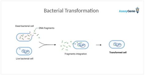 Guide To Bacterial Transformation The Science Of Genetic Manipulation