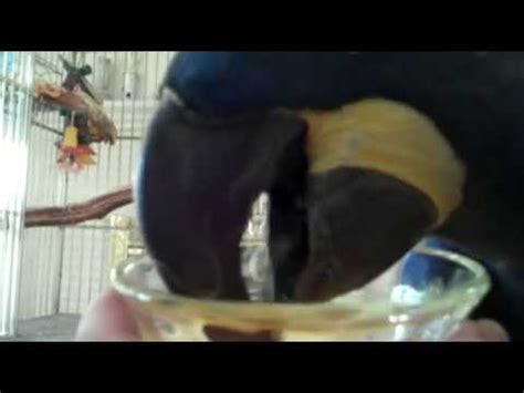 Parrots are highly intelligent birds and can make wonderful pets, but there are some things to know it is likely he will eat and drink less than normal for a few days, but be sure he has access to familiar acknowledge how much effort your parrot needs. Parrot 101: How Do Parrots Drink? - YouTube