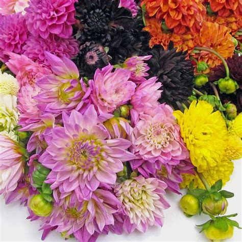 Wholesale Flowers Seasonal Chart Blooms By The Box