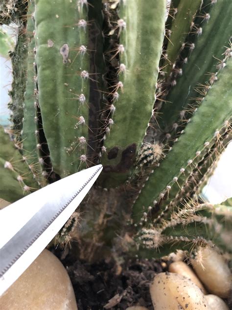 There Are These Black Spots Forming On My Cactus I Think It Might Be