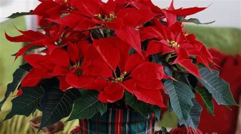 This Is Why Poinsettias Are The Official Christmas Flower Republika