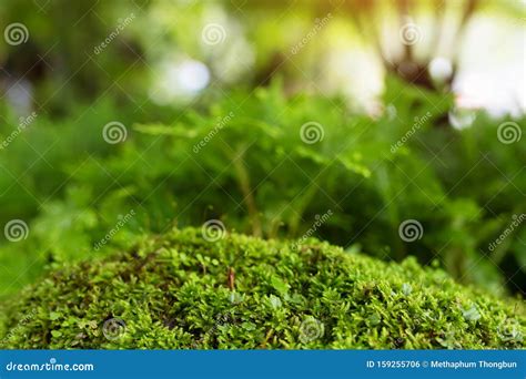 Beautiful Bright Green Moss Grown Up Cover The Rough Stones And On The