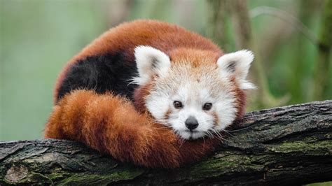 Save The Red Pandas Theres Under 2500 In Existance