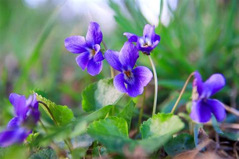 February Birth Month Flowers Violet Iris And Primrose Petal Republic