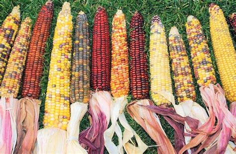 Rainbow Ornamental Corn Seeds Maize Native American Fall Etsy