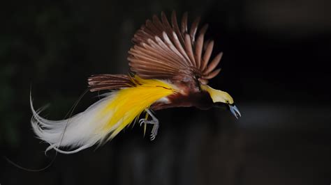 We don't have any reviews for bird of paradise. Bird of Paradise | San Diego Zoo Animals & Plants