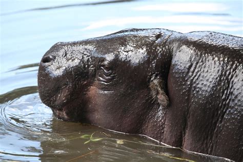 Hipopótamo Pigmeo Características Hábitat Y Alimentación