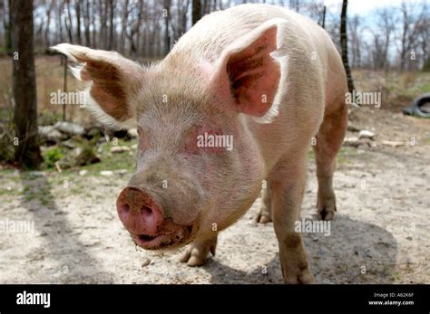 Schwein Rosa Schwein Bauernhof Tier Tier Schinken Schwein Große