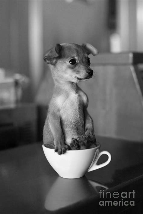 Puppy Dog In A Cup Of Coffee Photograph By Stokkete Fine Art America