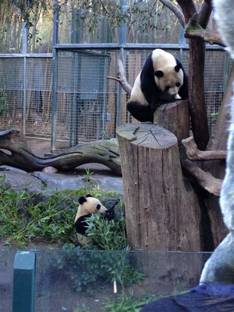 Baby Panda Exhibit Sandiegozoo Baby Panda Panda San Diego Zoo