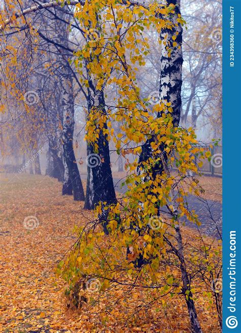 Colorful Autumn Trees With Yellowed Foliage In The Autumn Park Stock
