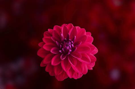 Pink Dahlia Flower Hd Flowers 4k Wallpapers Images Backgrounds