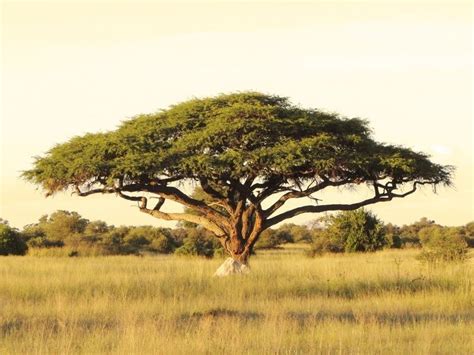 African Savanna Trees
