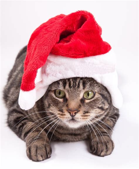 Christmas Cat Stock Photo Image Of Animal Kitten Decoration 26743218