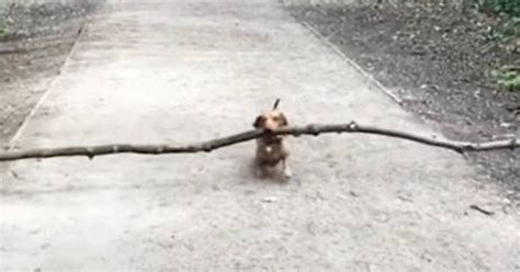 Little Dog Carrying Giant Stick Wins Hearts With His Determination