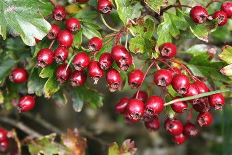 Hawthorn is the oldest european herbal remedy. Herbs for Your Heart: Hawthorn | Weed Woman Herbals