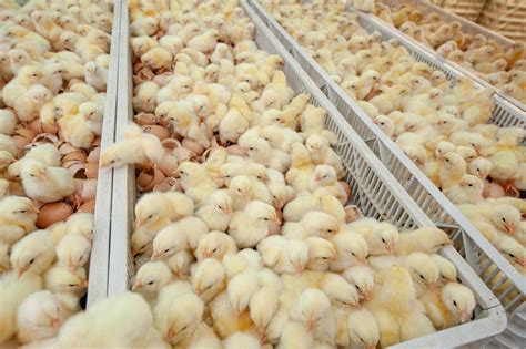 Premium Photo Baby Chicken Eggs On The Trays In Distribution Center