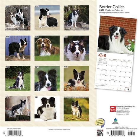 Border Collies Wall Calendar By Browntrout Tanga