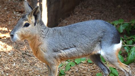 Akron Zoo Welcomes New Species Patagonian Mara