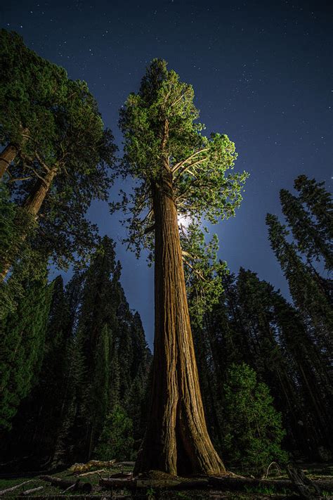 A Sequoia Tree In The Old Growth Forest Photograph By