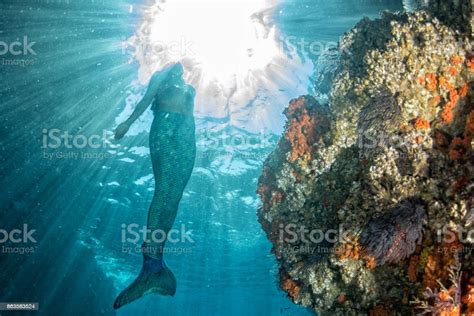 Mermaid Swimming Underwater In The Deep Blue Sea Stock Photo Download