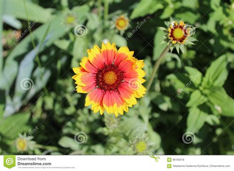 A Beautiful Orange Flower Has Pointed Petals Stock Photo Image Of