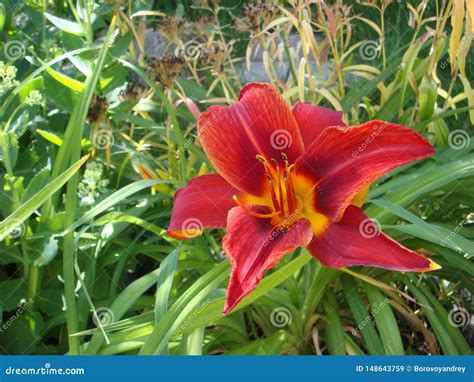 Closeup Of A Big Red Tiger Lily In The Garden Summer Bright Red