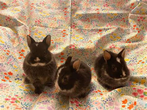 Adorable Newborn Netherland Dwarf Rabbits Anaheim Bunnies For Sale