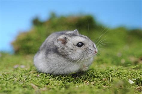 Where Do Hamsters Live In The Wild Cuteness