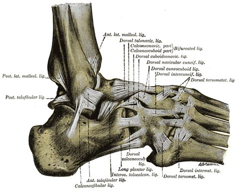 Surgery is a choice to repair a torn ligament if other treatment is not effective. Posterior tibiofibular ligament - Wikipedia