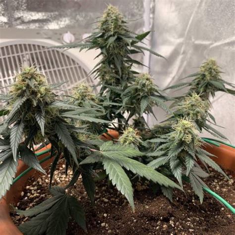 Green House Seed Co Kings Kush Auto Grow Journal By Medgreenhouse Growdiaries