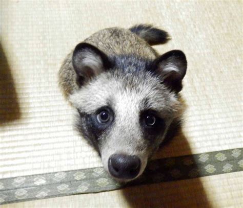 Turns Out That Raccoon Dogs Are Real And Theyre Here To Steal Your Heart