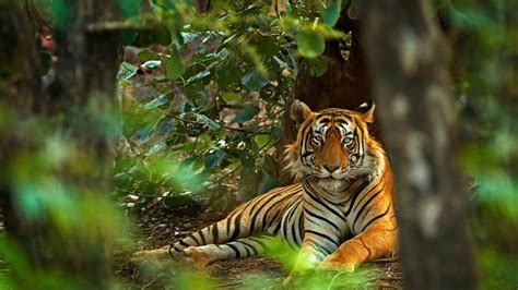 The Best Places To See Tigers In The Wild In 2022 Lonely Planet
