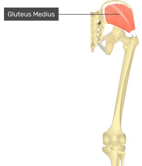Gluteus Medius Anatomy
