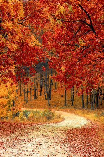 Autumn Driveway Orange Leaves Background Printed Backdrop