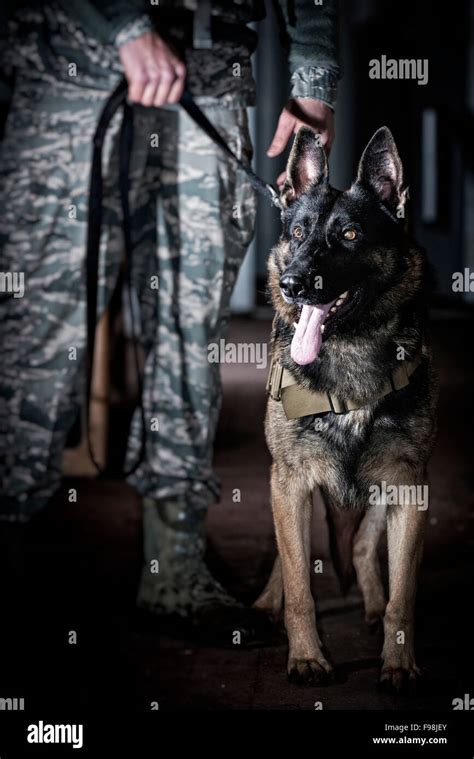 An Air Force Security Forces K 9 Handler And His Military Working Dog