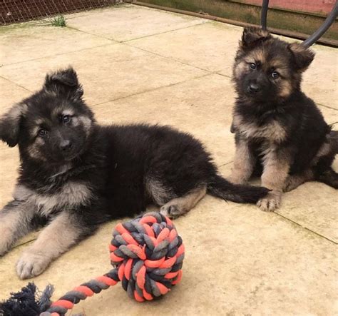 Please take your puppy to vet and he will give you detailed chart of vaccinations etc. German Shepherd Puppies FOR SALE ADOPTION from Selangor ...