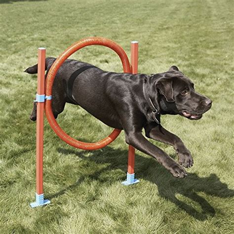 Top 15 Best Dog Agility Equipment Kits In 2017 Beginners And Advanced